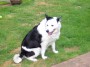 rosie 12_7_05 * 2032 x 1524 * (988KB)